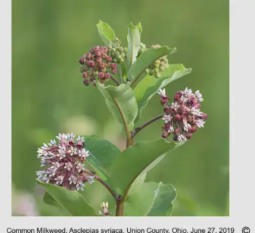 Purple and green milkweed flowers