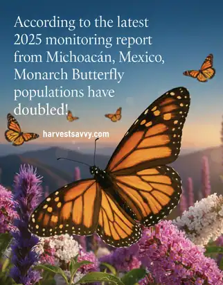 Monarch butterflies thriving in Mexico.