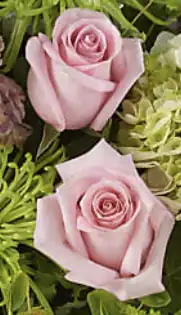 Two pink roses among greenery.