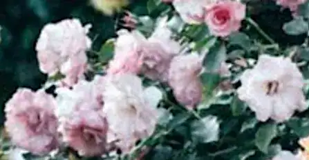 Soft pink roses in lush greenery