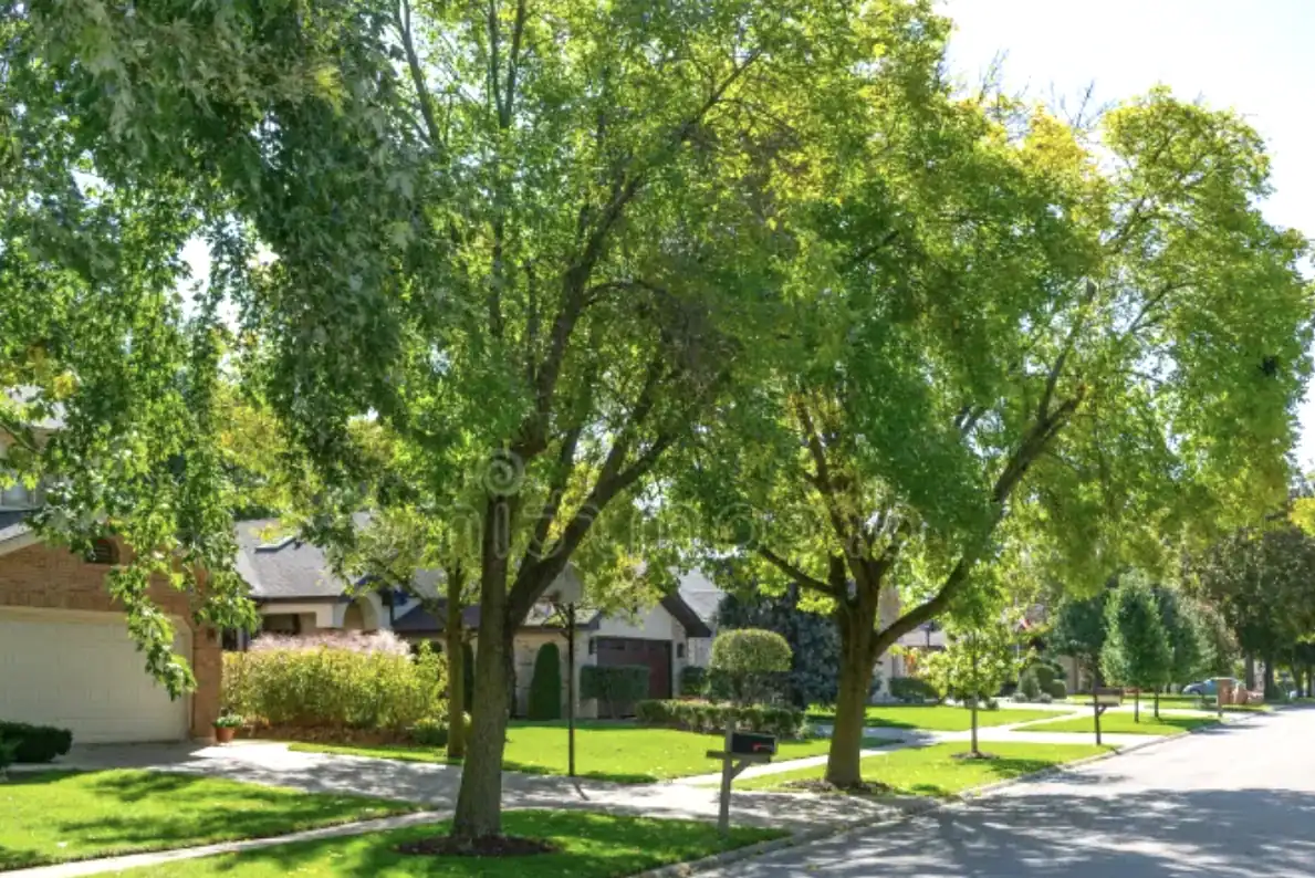 Screenshot 2026-01-28 at 8.47.26 AM trees on a street