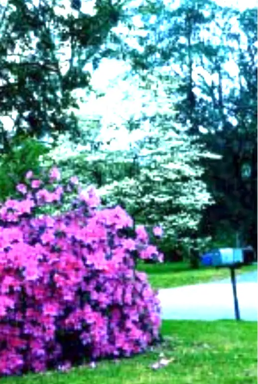 azalea in full bloom
