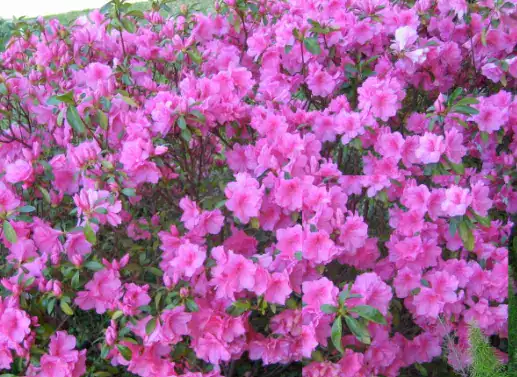Vibrant pink azalea flowers blooming.