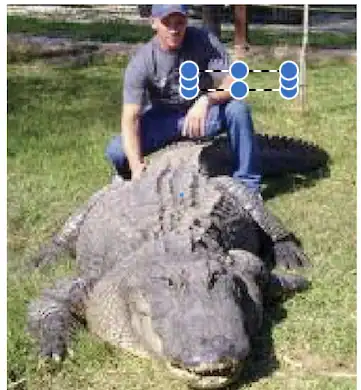 big al alligator
