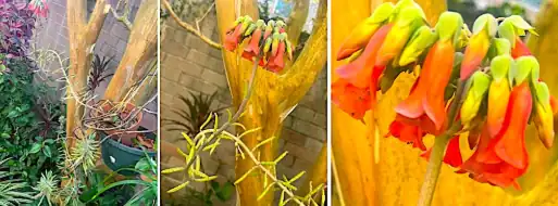 kalanchoe plants climbing crape myrtle