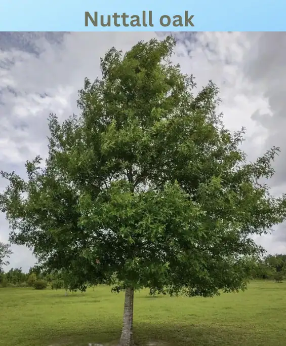 Tall green tree with broad leaves