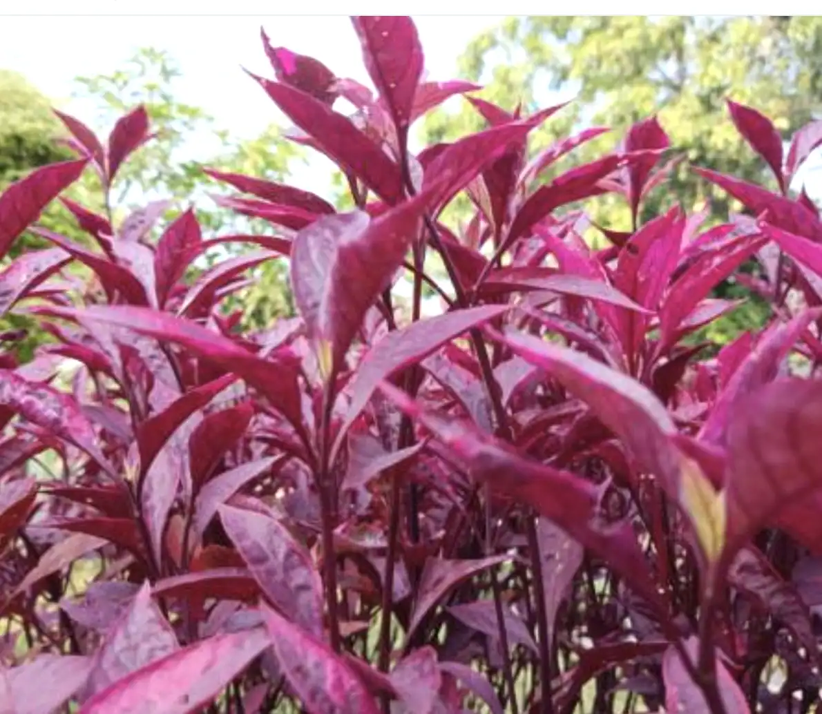 Vibrant purple leaves in sunlight