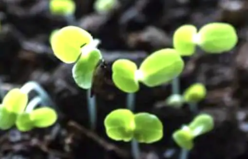 Small green seedlings emerging from soil