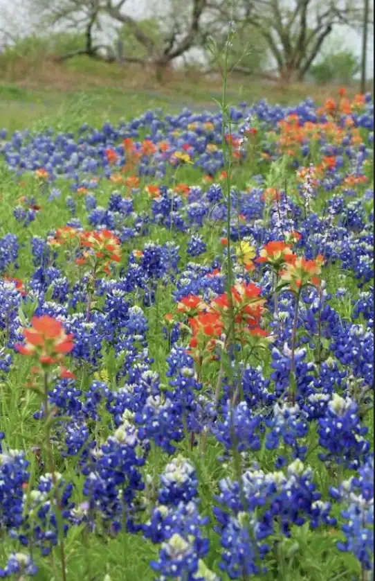Colorful wildflowers in a field