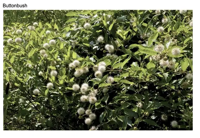 Green bush with fluffy white flowers