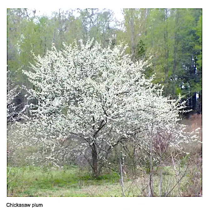 White flowering tree in green landscape
