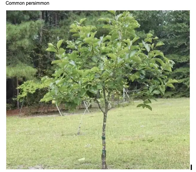 Small tree with green leaves