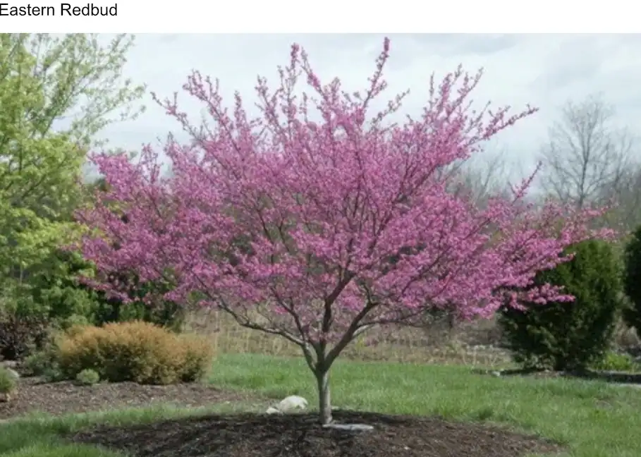 Pink flowering tree in garden
