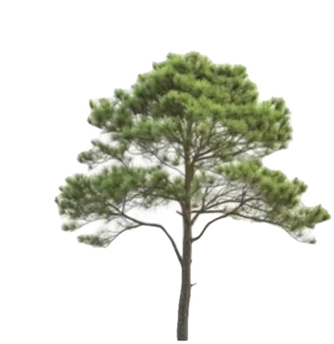Tall pine tree with green foliage
