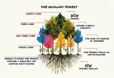 Illustration of Miyawaki forest layers