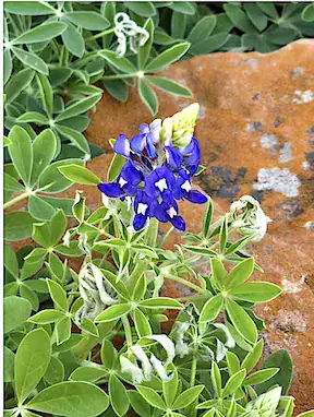 Vibrant bluebonnet among green leaves