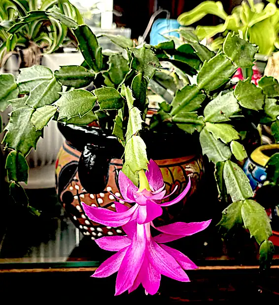 Pink flower on green cactus plant