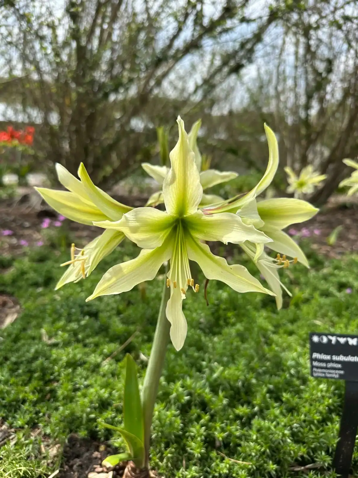 Unique green flower in garden