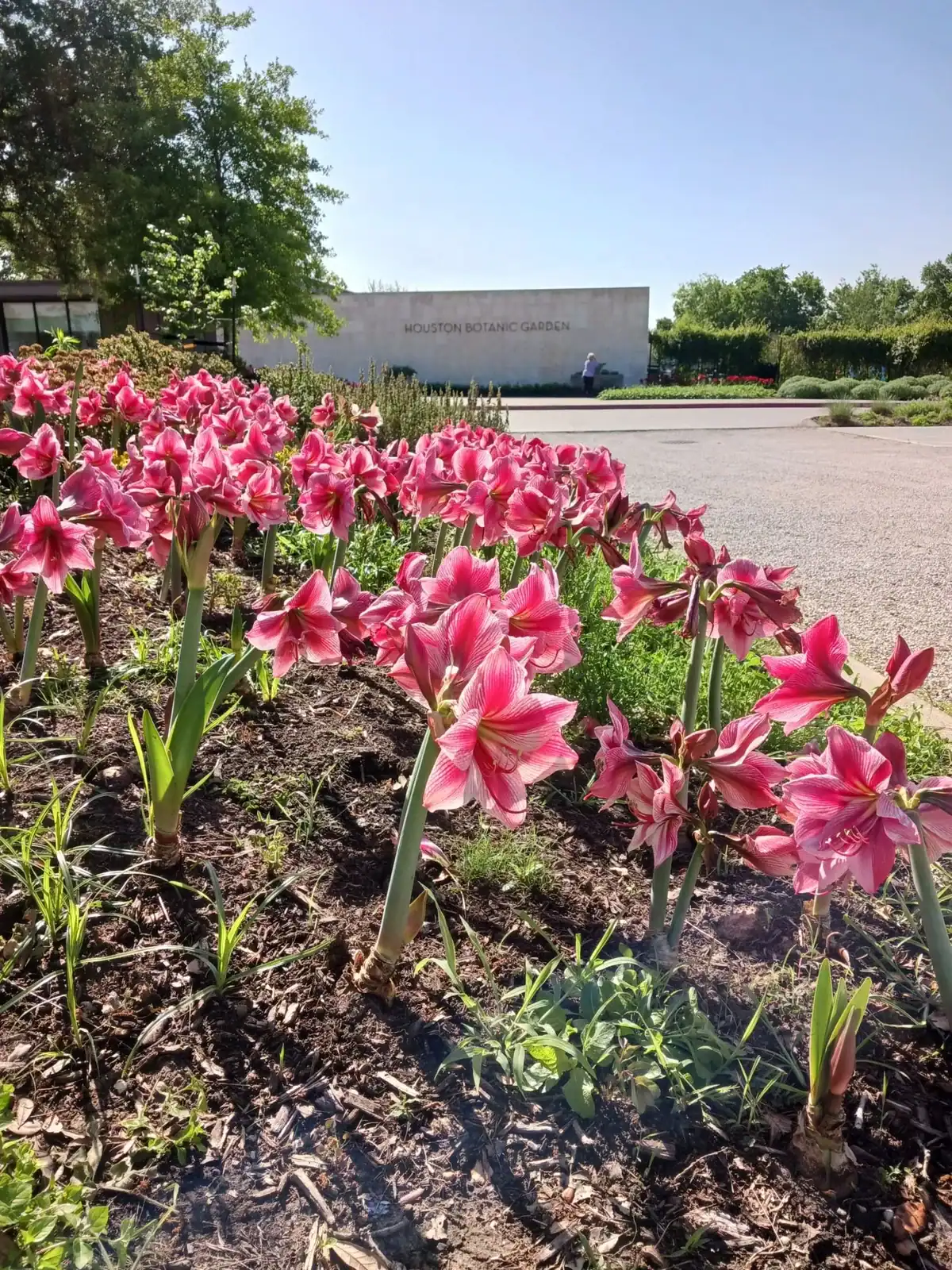 Colorful flowers at a botanical garden