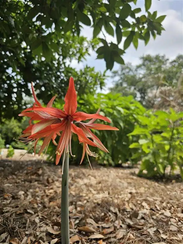Vibrant red flower in garden
