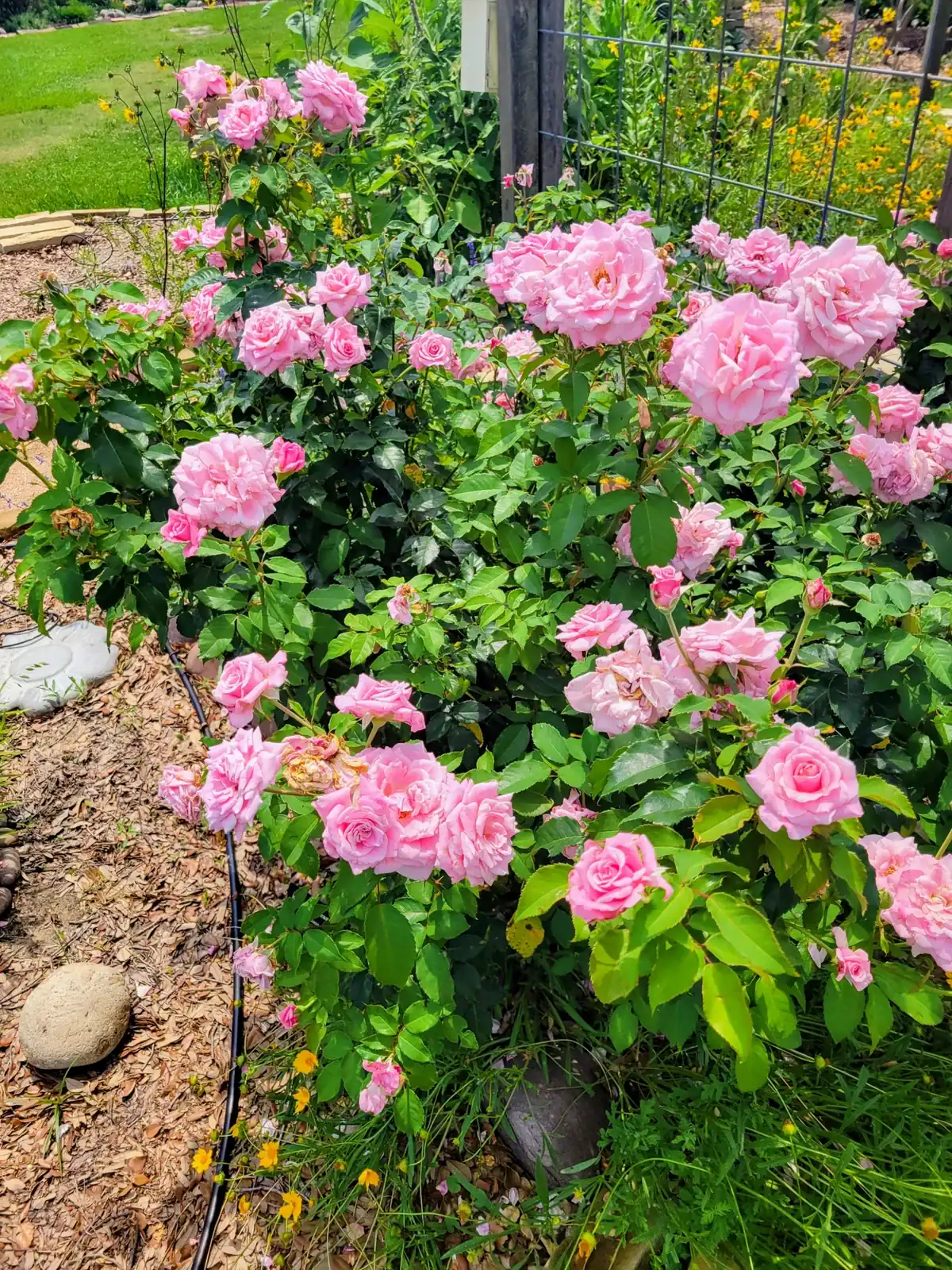 Vibrant pink roses in garden