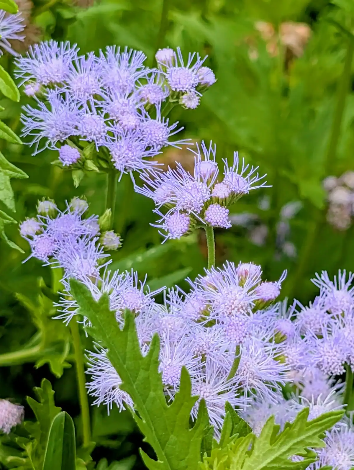 Purple flowers with feathery petals