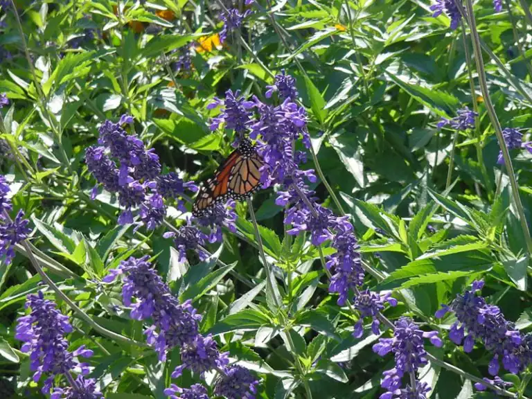 Butterfly on purple flowering plants