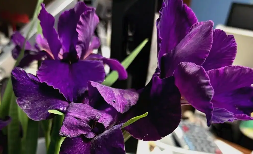 Vibrant purple irises in bloom