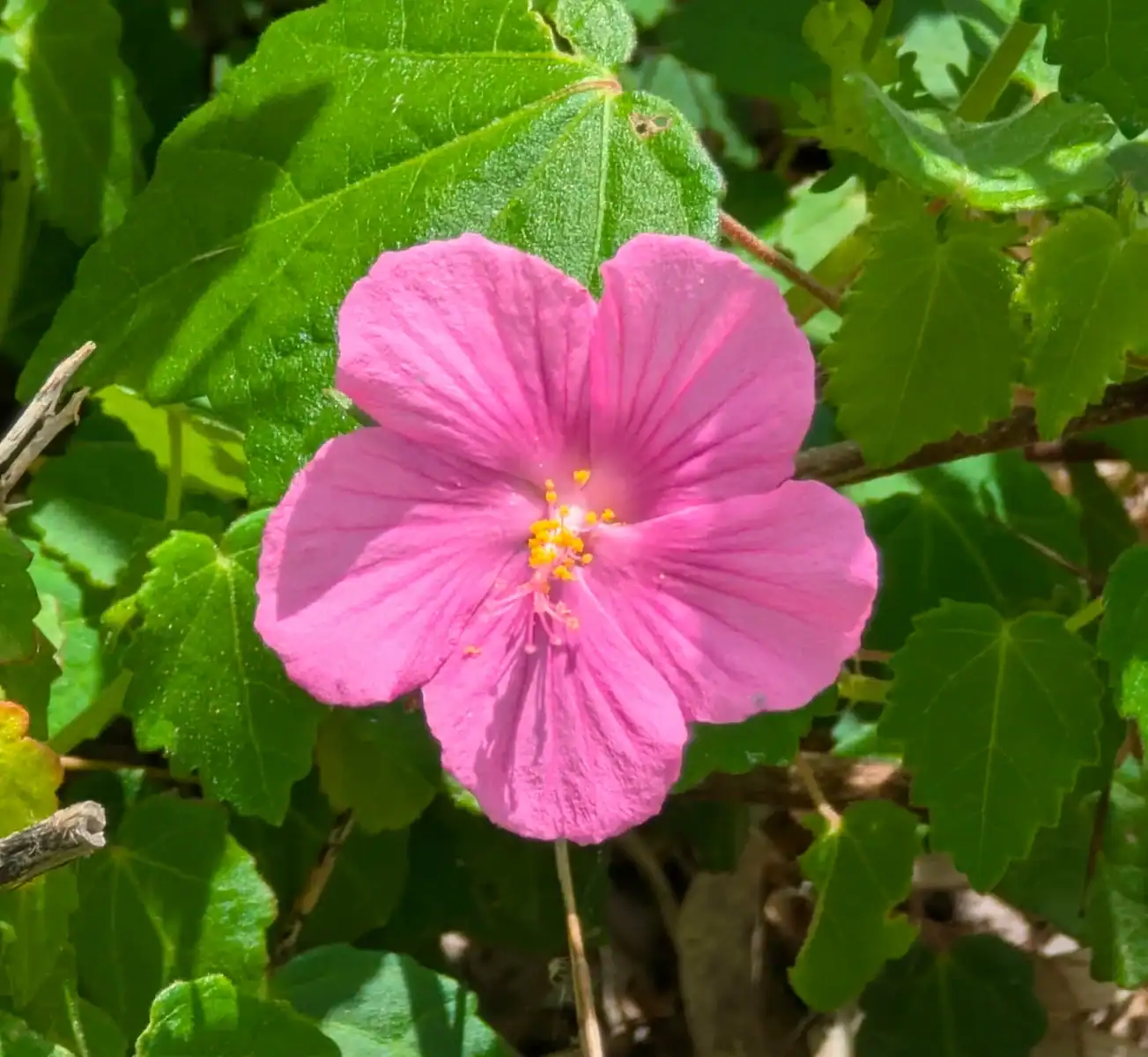 Pink flower among green leaves