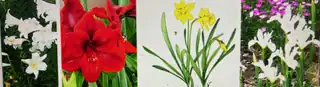 Colorful flowers in various arrangements