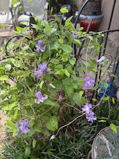 Purple flowers on green vines