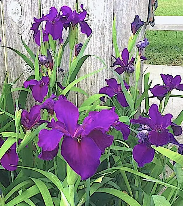 Vibrant purple flowers in green foliage.