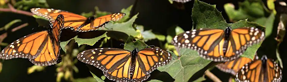 Group of vibrant monarch butterflies