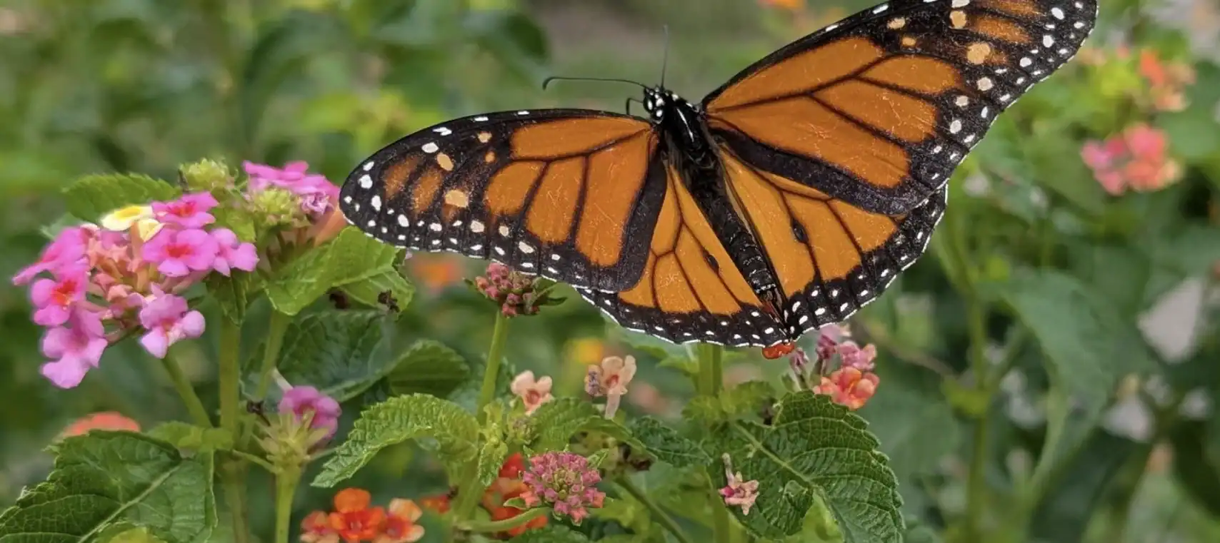 Monarch butterfly on colorful flowers.