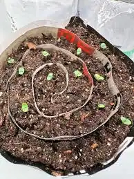 Spiral garden bed with seedlings.