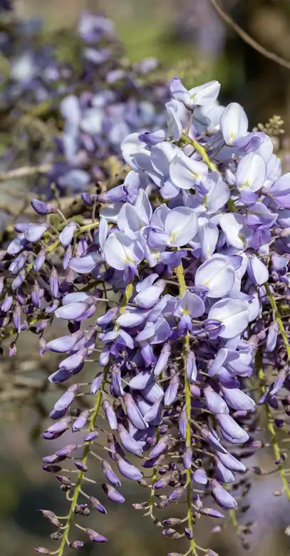 Purple wisteria flowers in bloom