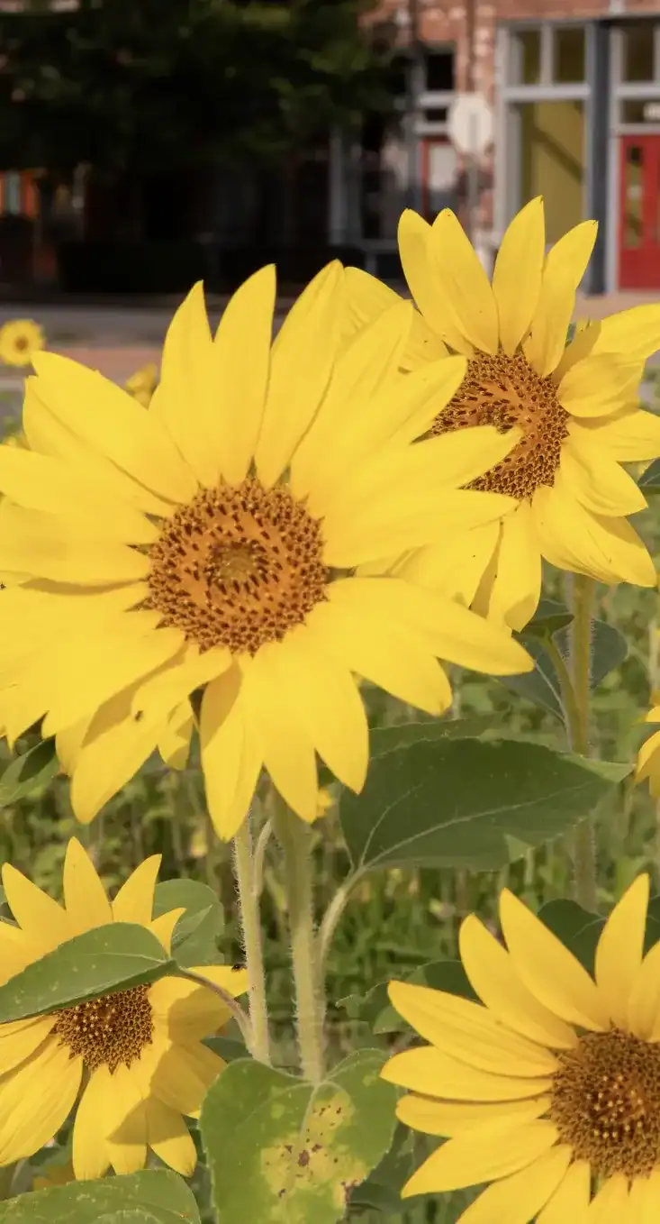 Bright sunflowers in sunny field