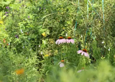 Colorful flowers in a lush garden