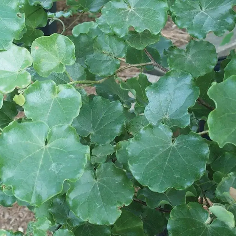 Green, heart-shaped leaves on branches