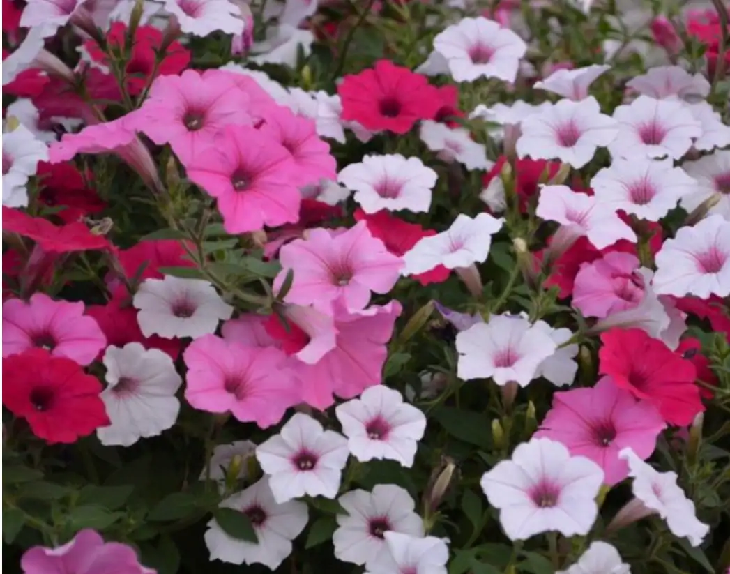 Screenshot 2026-06-10 at 9.00.25 AM Colorful flowers in pink and white