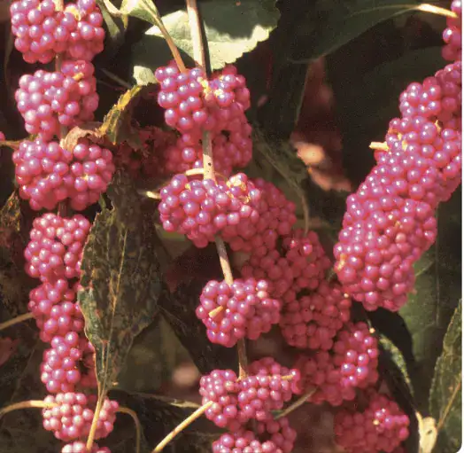 Clusters of vibrant purple berries