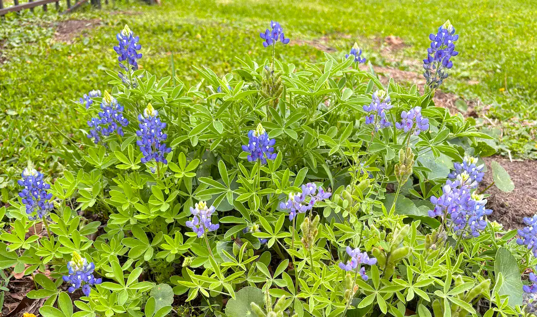 Vibrant bluebonnets in green yard