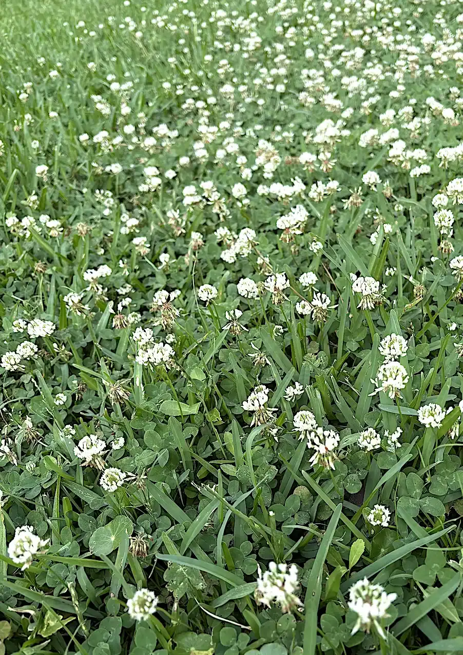 Field of white clover flowers