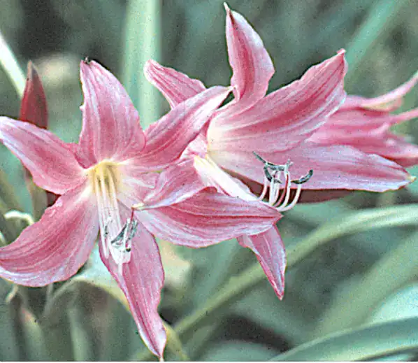 Pink flowers with delicate petals