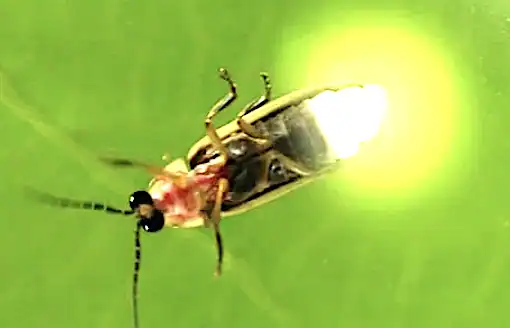 Glowing firefly on green background