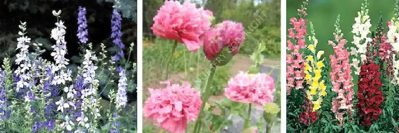 Colorful flowers in various arrangements