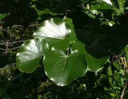 Shiny green leaves on branches
