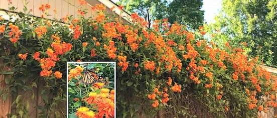 Vibrant orange flowers with butterfly