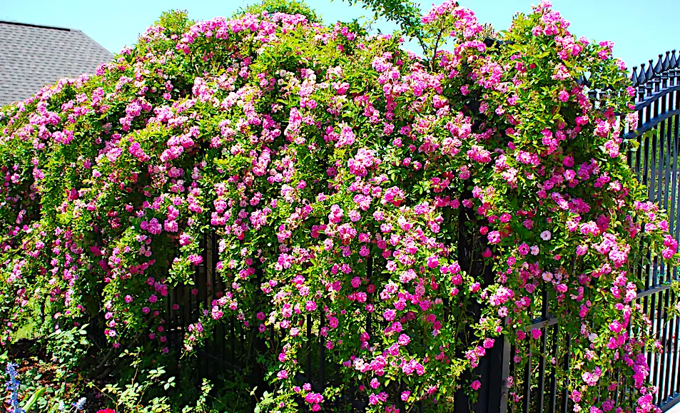 peggy-martin Vibrant pink flowers on a fence