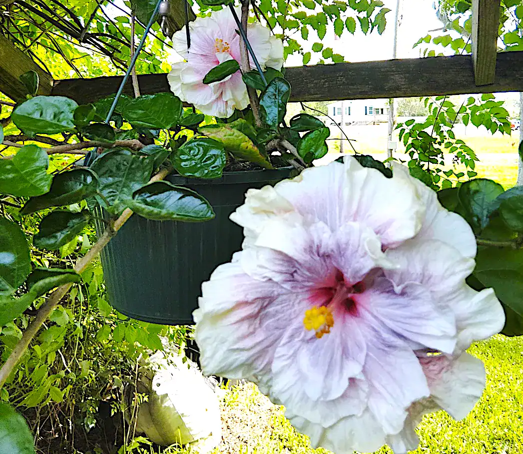 Large pink hibiscus flowers in pot